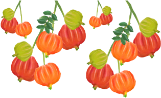 Watercolor Cherry With Leaf Hanging, Watercolor Cherry, - Watercolor Painting (360x360), Png Download