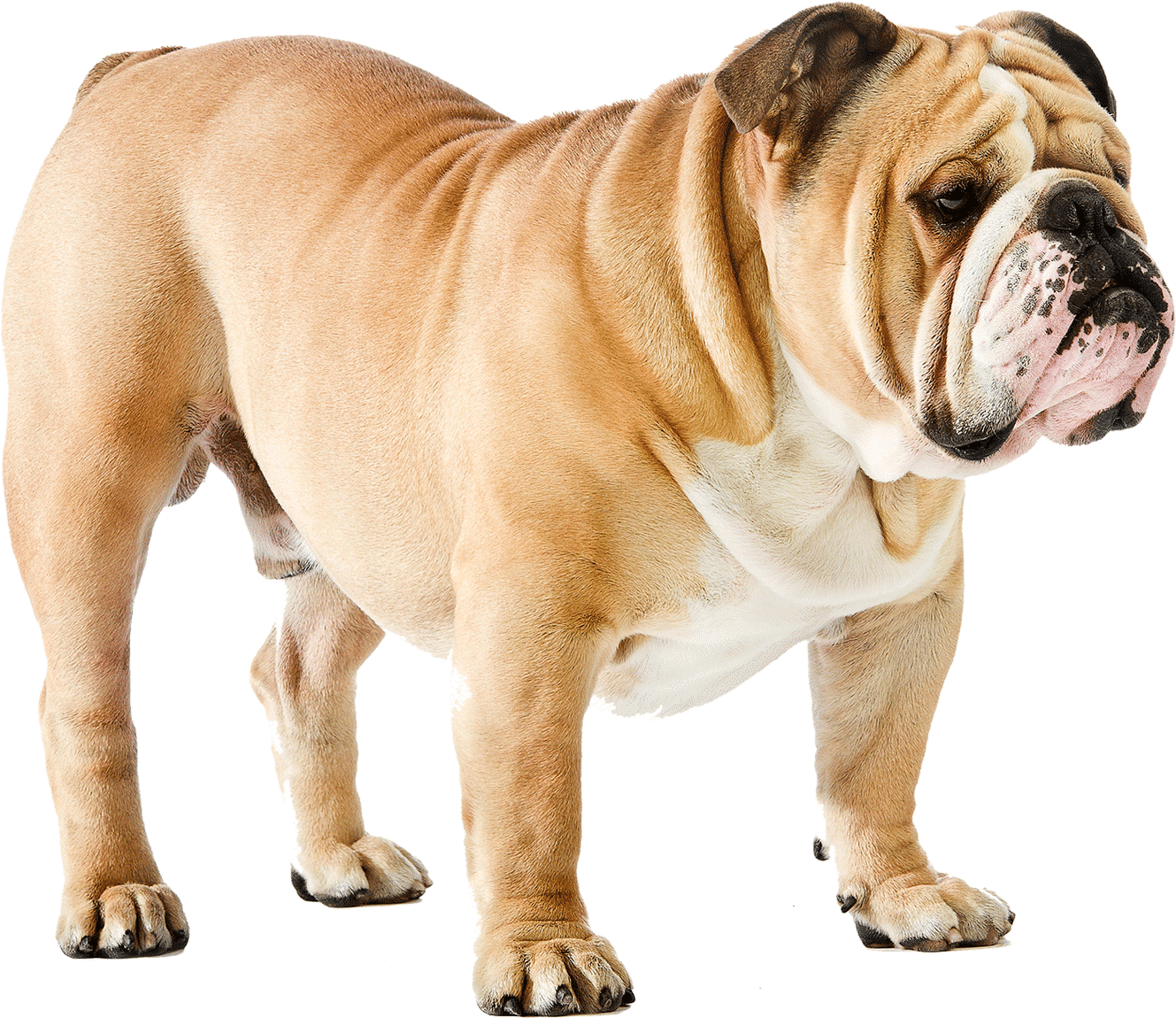 Large English Bulldog (1400x1169), Png Download