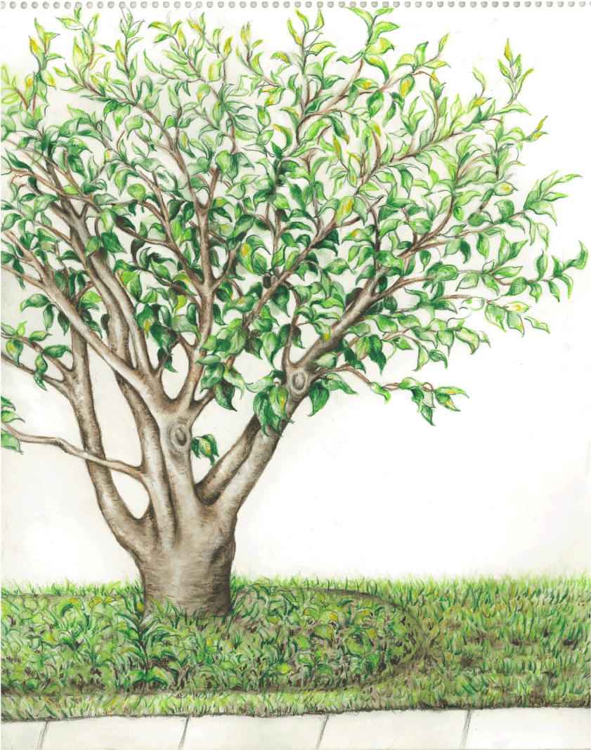 Summer Tree Watercolor Pencil Sketch - Plane (888x1304), Png Download