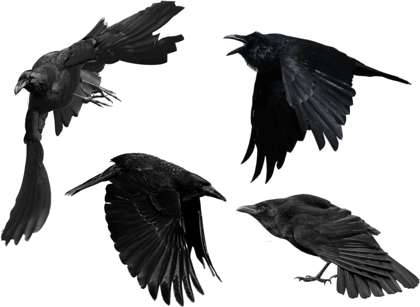 Crow Png Picture - Raven (938x644), Png Download