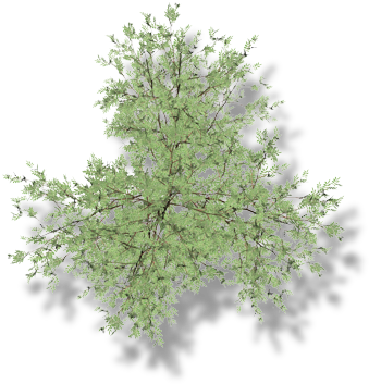 18 206k Larch 06 Feb 2009 - Pond Pine (400x400), Png Download