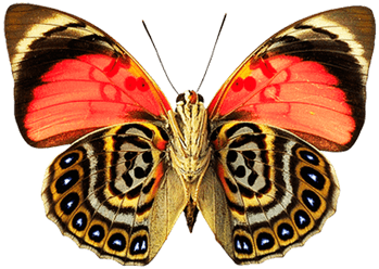 Butterfly Dots - Photograph Photograph Photograph Tile Coaster (400x400), Png Download