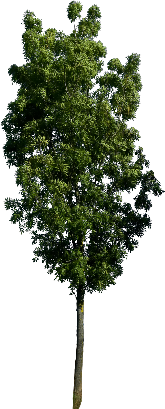 Download Tree Render, Tree Plan Png, Tree Tree Psd, Tree Png Full Size PNG Image