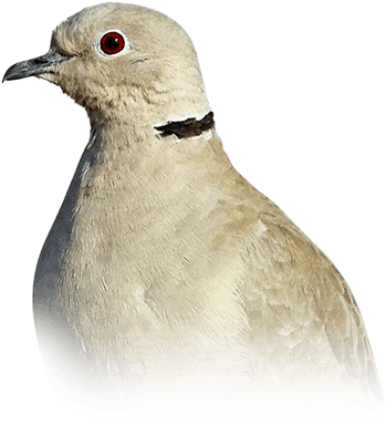 Dove - American Mourning Dove (410x449), Png Download
