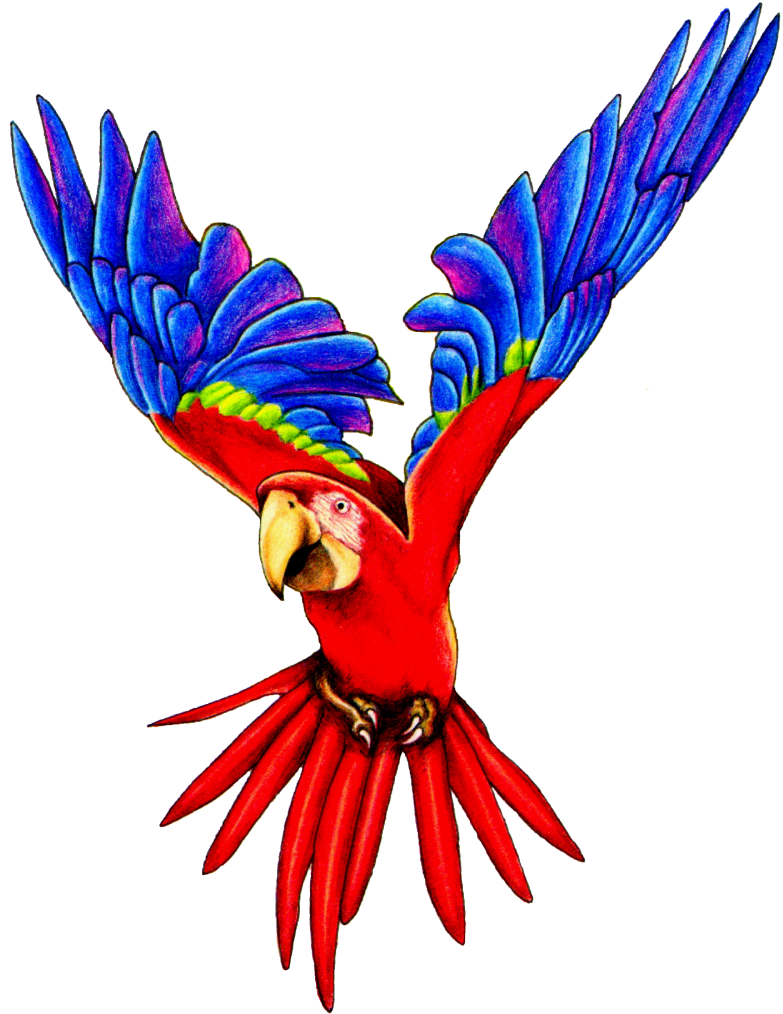 Flying Parrot Png Pic1 - Flying Parrot Png (782x1024), Png Download