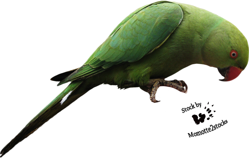 Parrot Transparent - Parrot Bird Png (946x605), Png Download