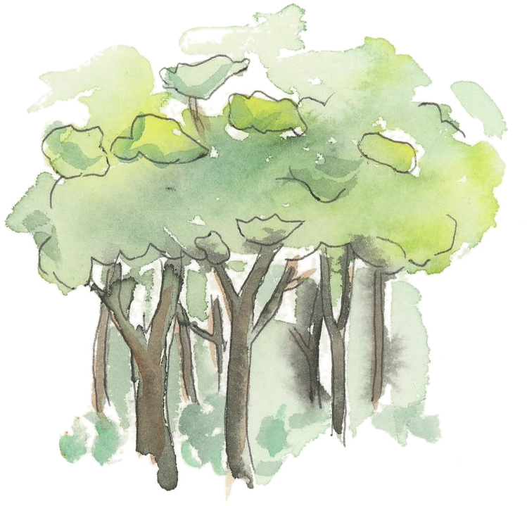 Forest (804x855), Png Download