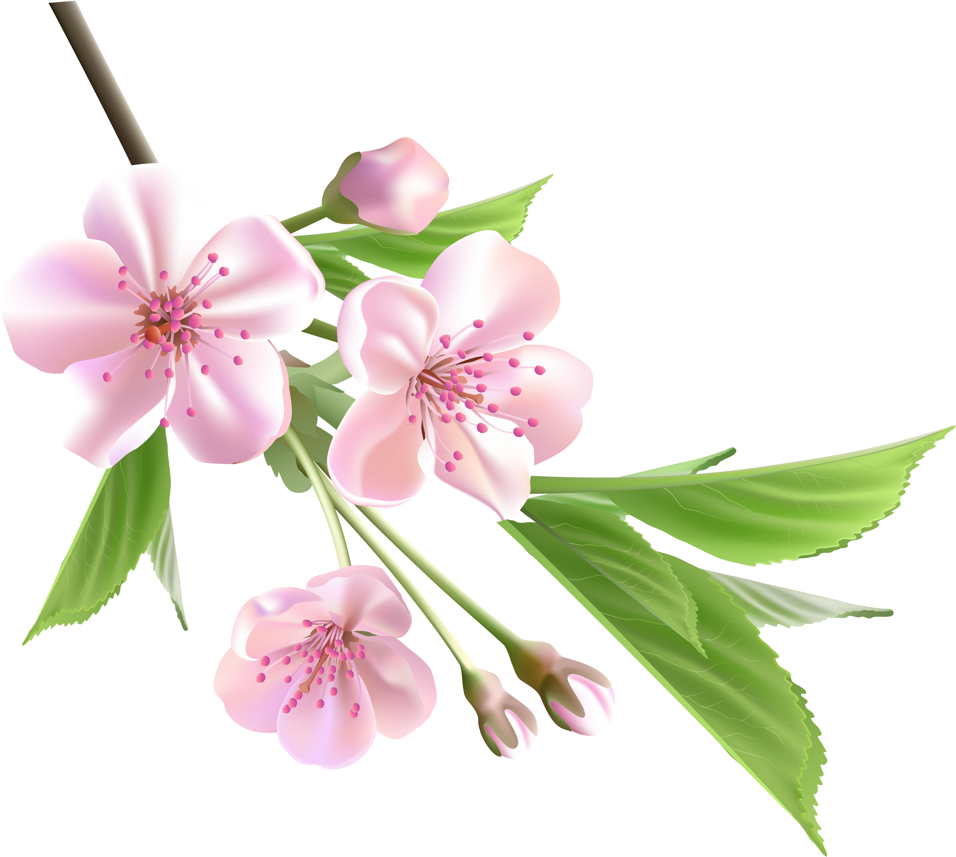 Almond Blossom Watercolor - Spring Flower Png (600x577), Png Download