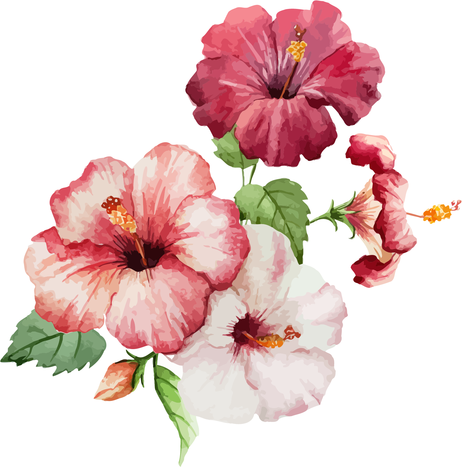 Download Transparent Jpg Download Hibiscus Flower Painting Flowers