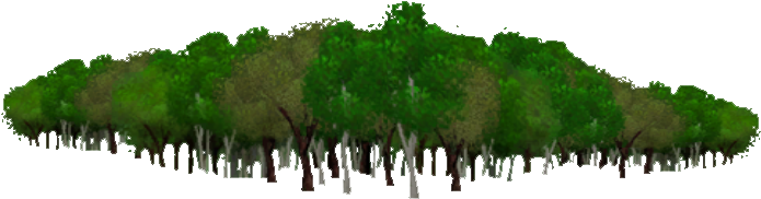 Temperate Forest Trees Background - Eastern Hemlock (694x694), Png Download
