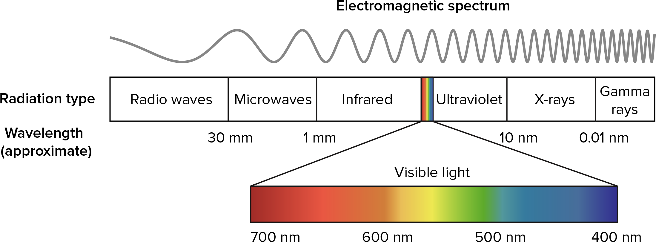 Download Wavelengths Of Light And Photosynthetic Pigments Visible