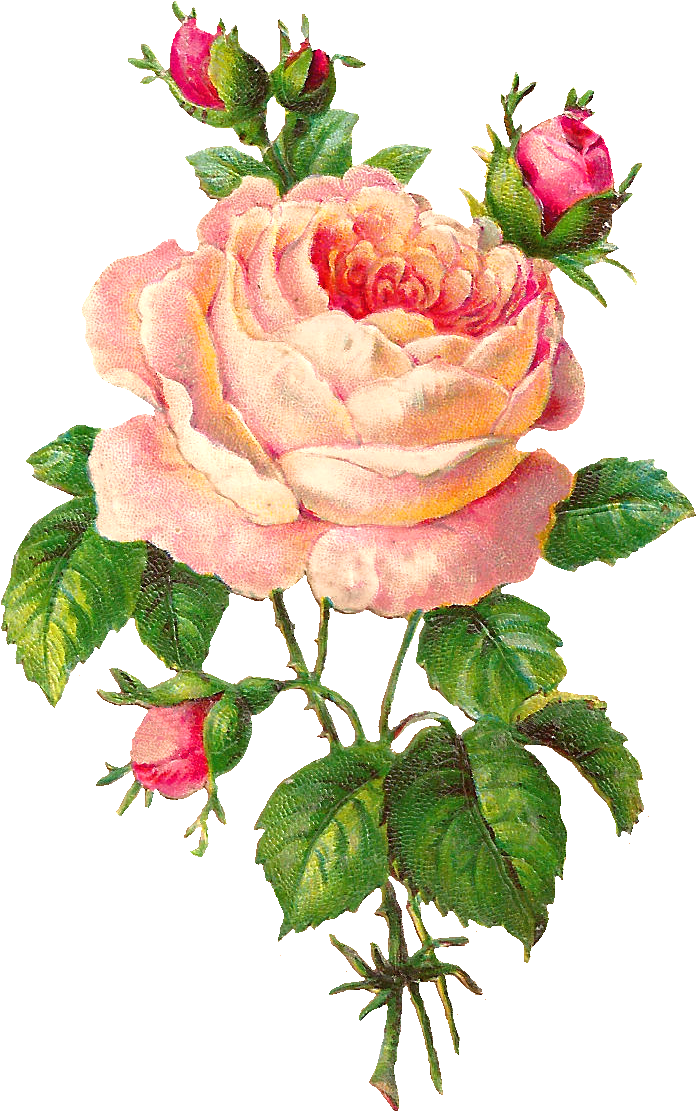 Beautiful Clipart Rose Flower - Vintage Rose Flowers Art (916x1348), Png Download