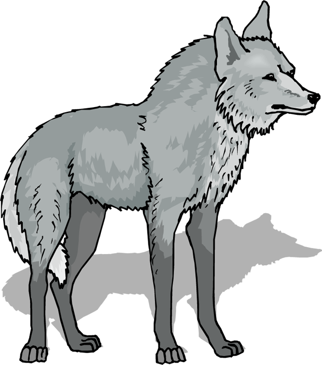 Wolf Clip Art Clip Art - Gray Wolf Clipart (662x750), Png Download