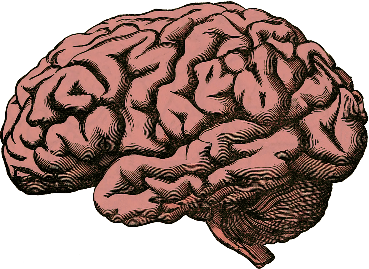 Brain, Anatomy, Human, Science, Health, Medical, Organ - Health Is Your Wealth: October 2015 Issue [book] (960x690), Png Download