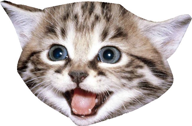A Magical Kitten - Fuck You Cat Meme (653x440), Png Download