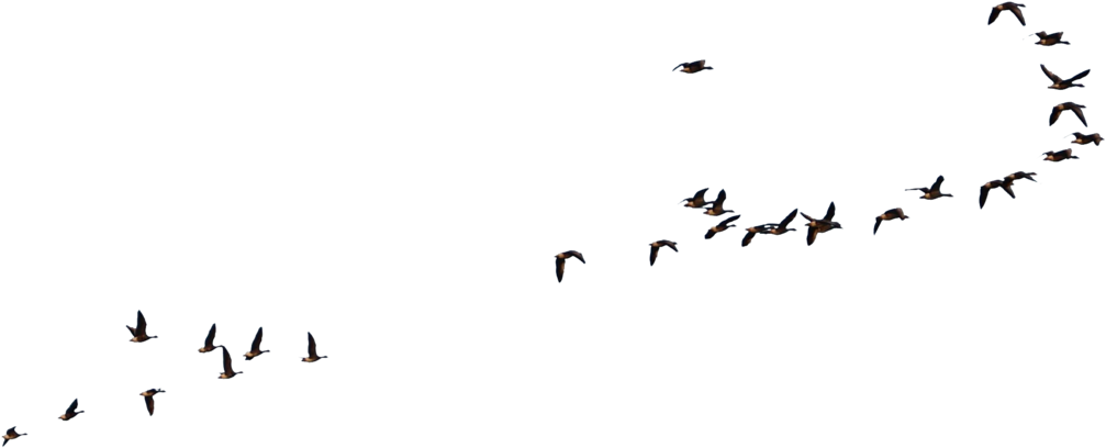 Wild Geese Flying Goose - Geese Flying No Background (1024x424), Png Download
