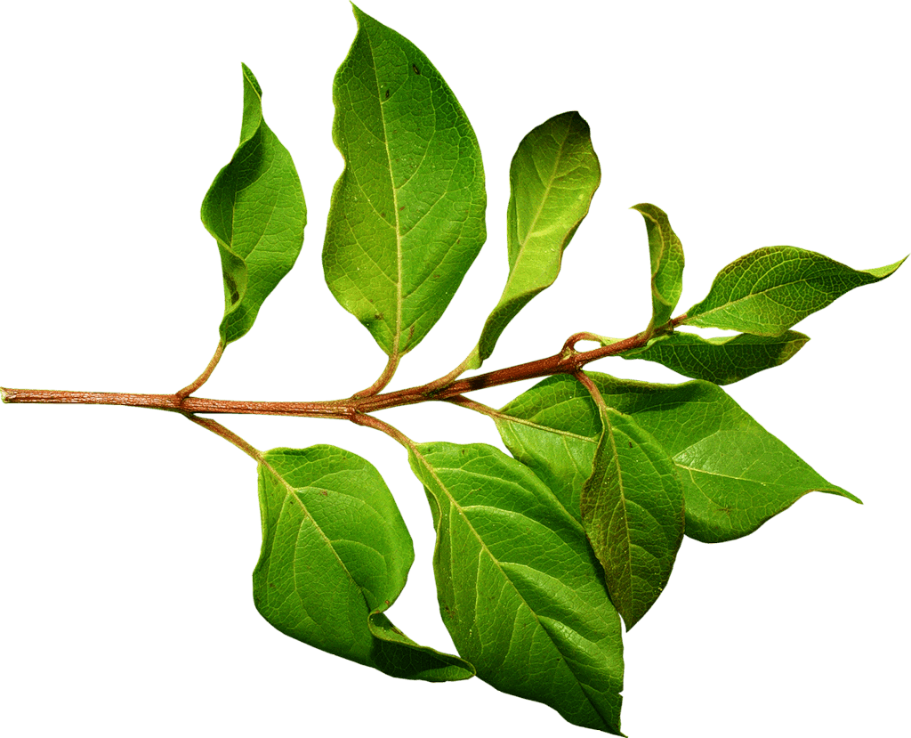 Branch Green Leaf - Leaves On A Branch (1024x829), Png Download