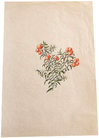 Transparent Download Berries Drawing Yew - Watercolor Painting (460x460), Png Download