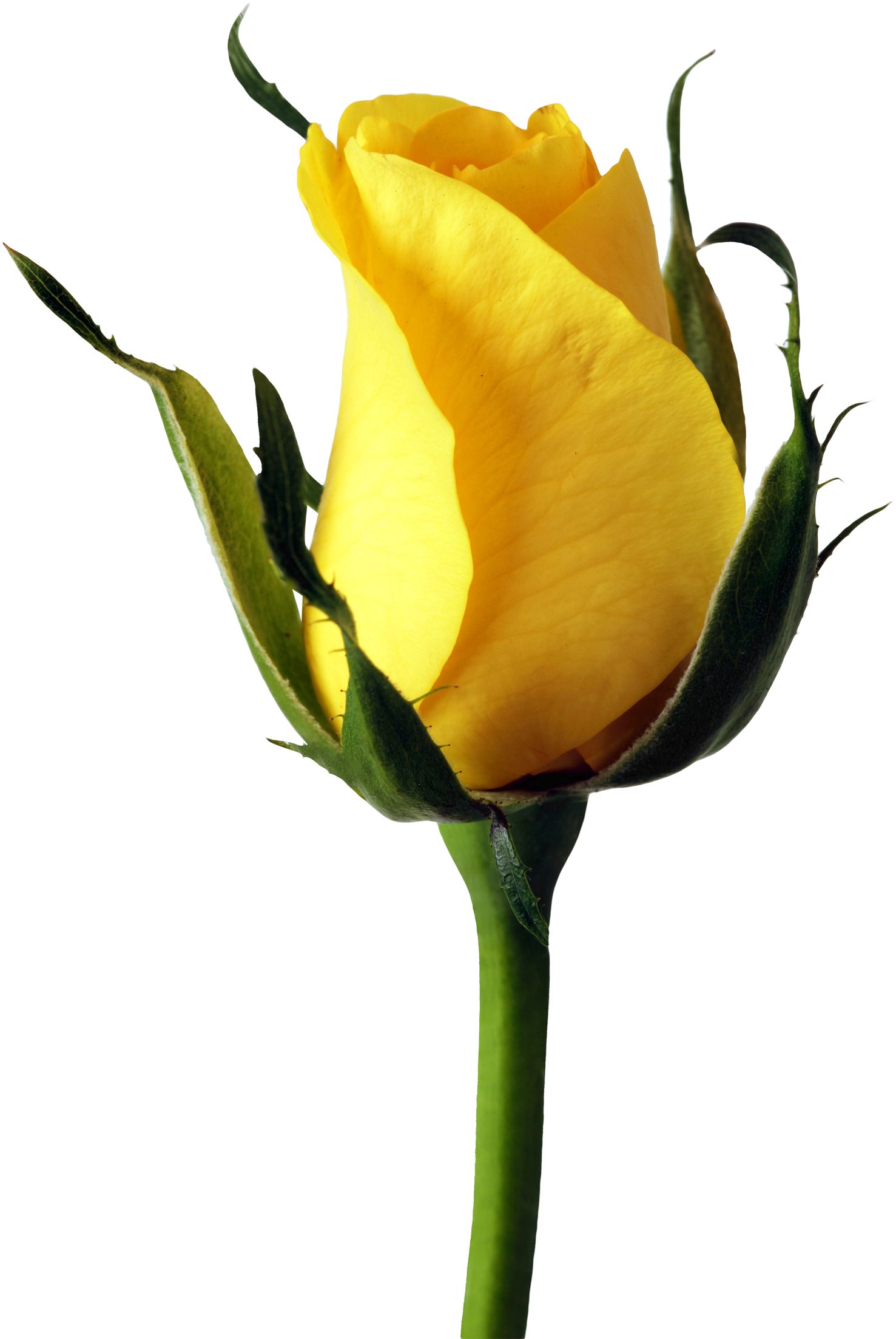 Rose Png Transparent Image - Yellow Rose Png (1728x2340), Png Download
