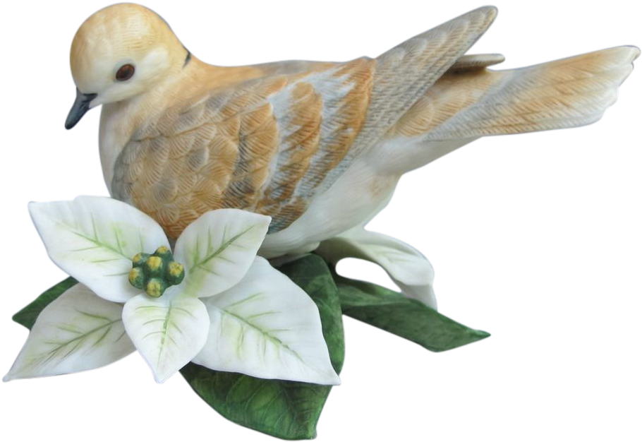 Drawn Turtle Dove Transparent - Turtle Dove Png (909x909), Png Download