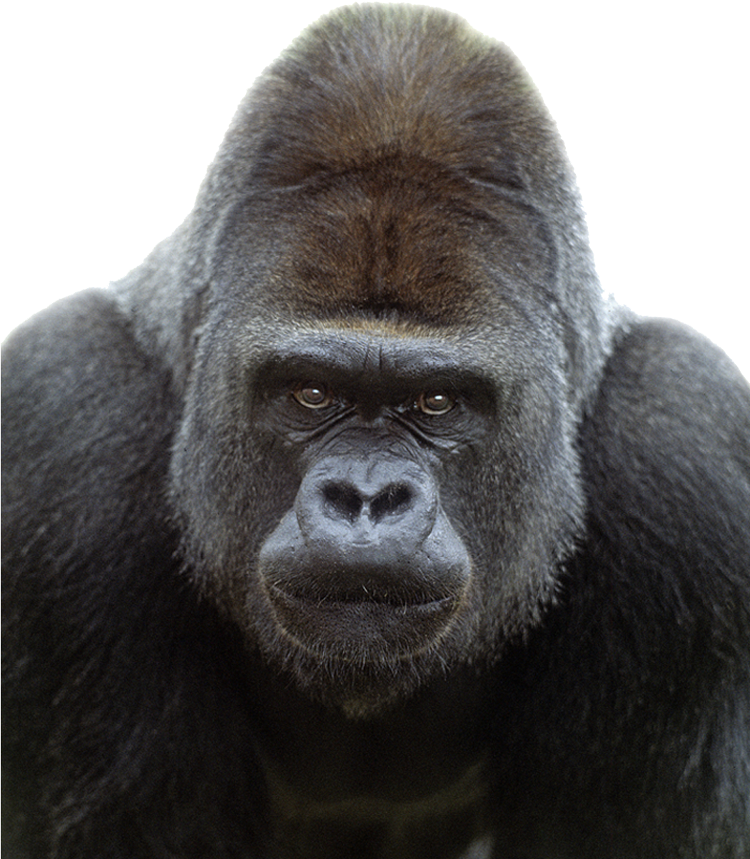 Gorilla Png Transparent Image - Gorilla Frontal (865x1024), Png Download