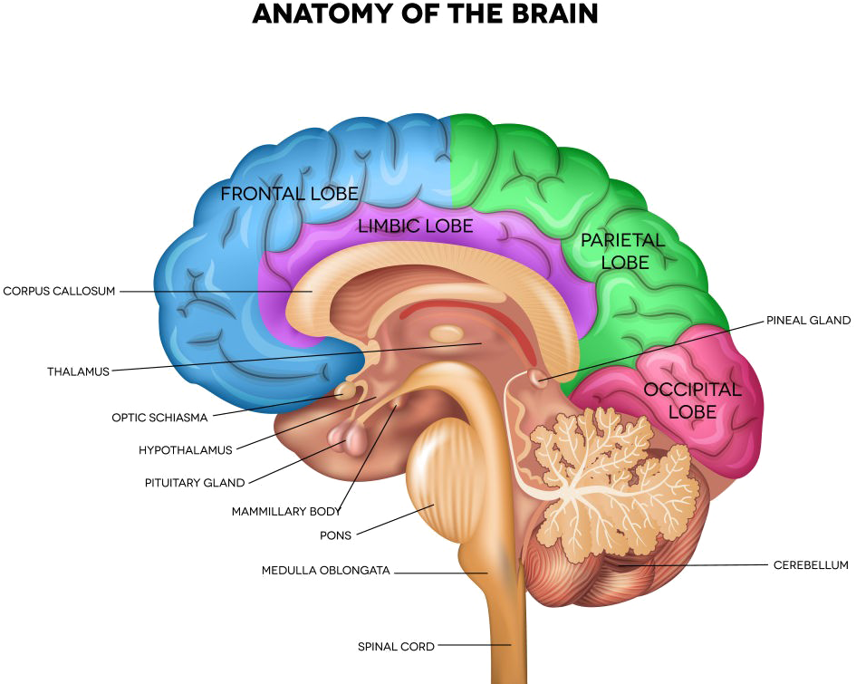 Brain Png Pic - Lateral View Of Brain (1000x770), Png Download