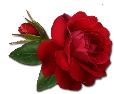 Single Red Rose Png Clipart - Single Red Rose Png (648x380), Png Download