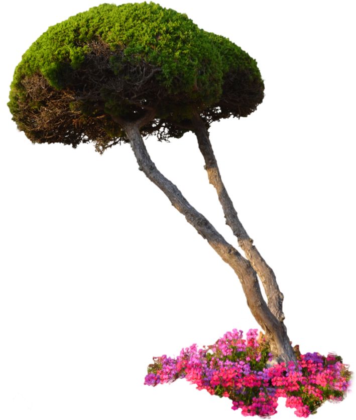 10 Free Plants & Flowers Png Images- At Dzzyn - Plants Png (727x1098), Png Download