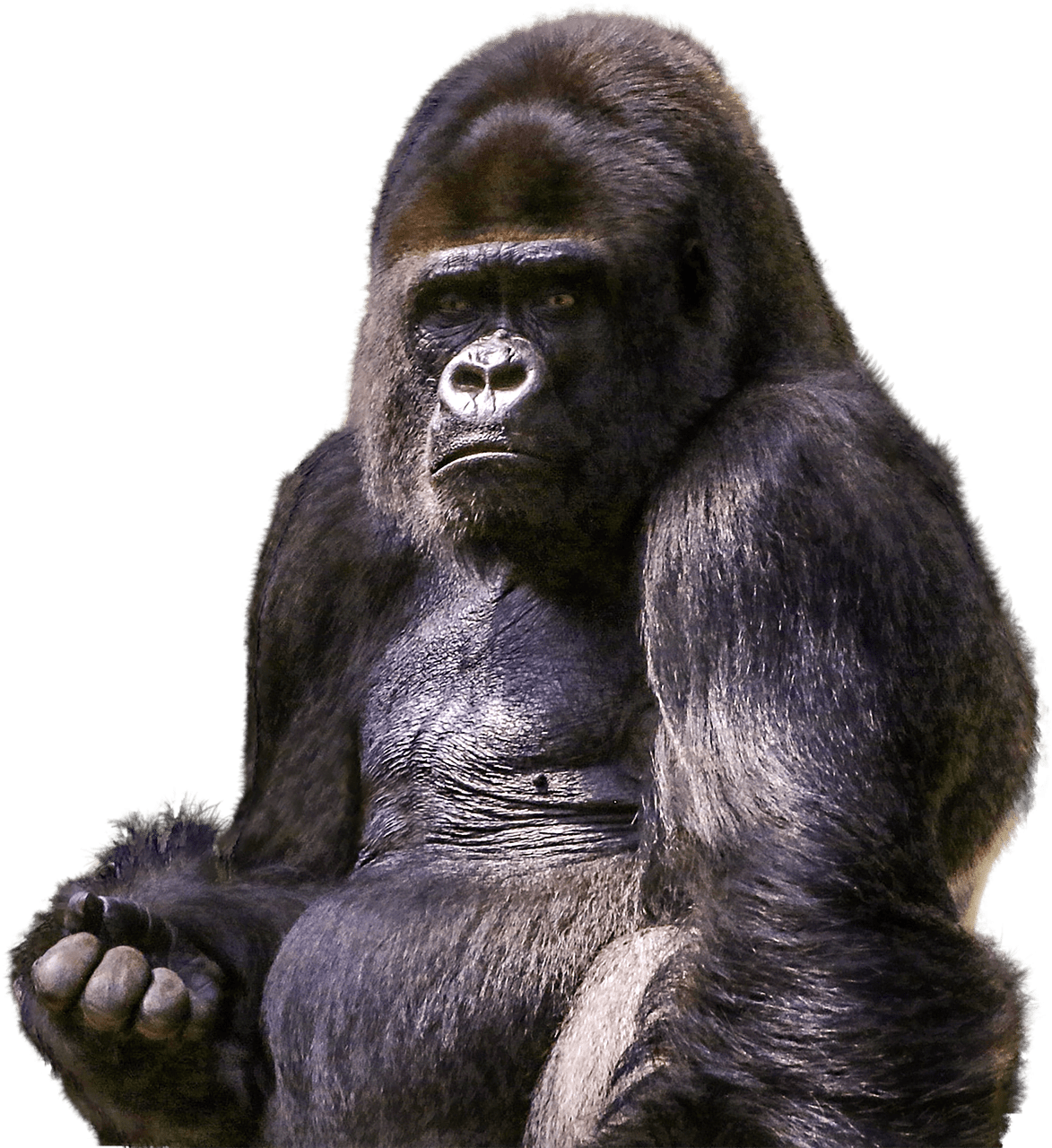 Animals - Gorillas - Gorilla Png (1173x1280), Png Download