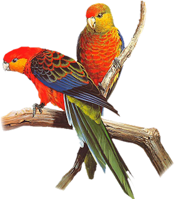 Red Blue Parrot - Parrots Images Png (351x400), Png Download