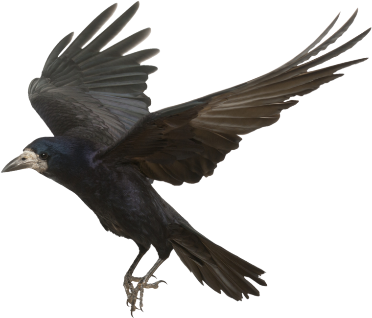 Crow Png Photos - Golden Evening [book] (1011x790), Png Download