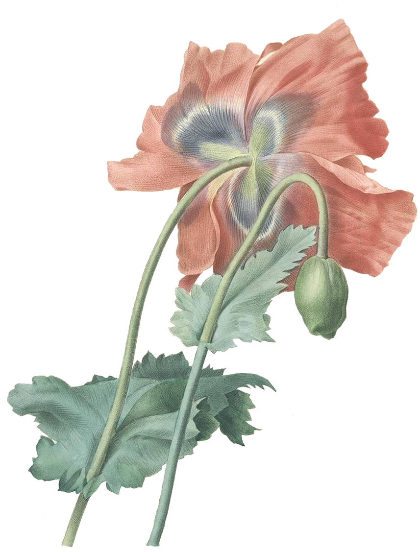 Download At - Pierre Joseph Redouté Opium Poppy (1200x1200), Png Download