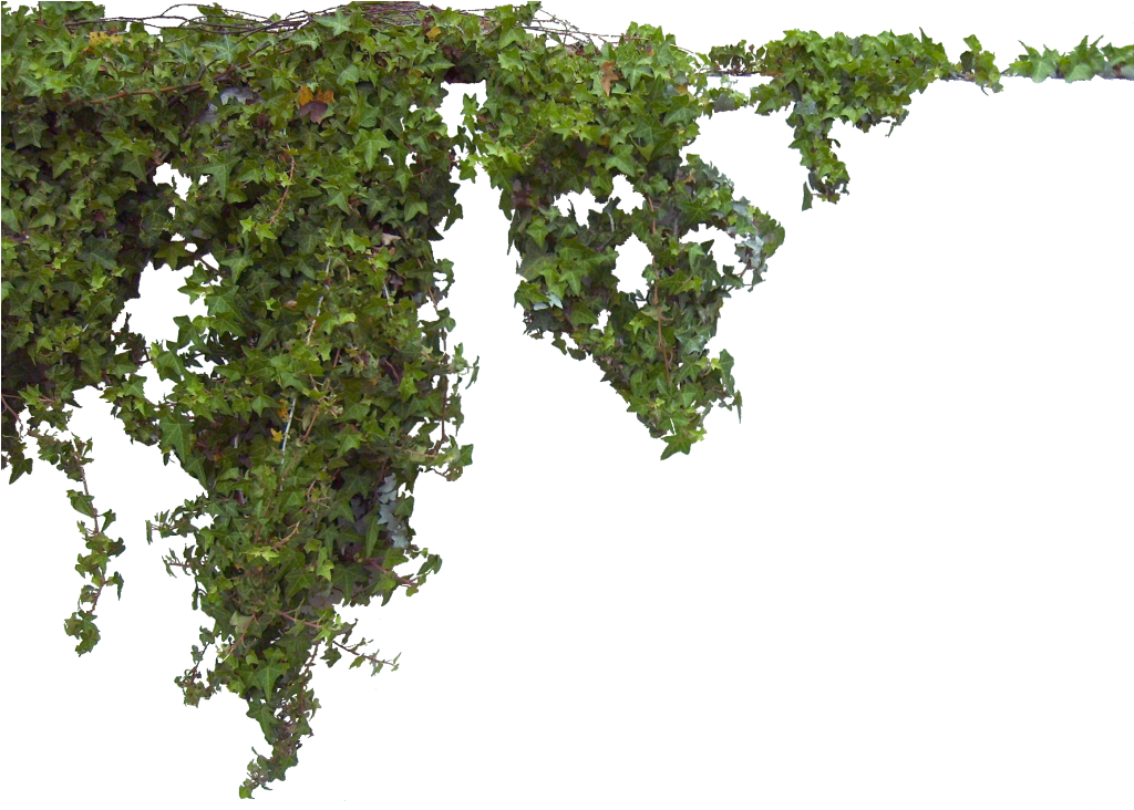 Newhive By Halenhallcisler Beccacfef - Plants Photoshop (1023x749), Png Download