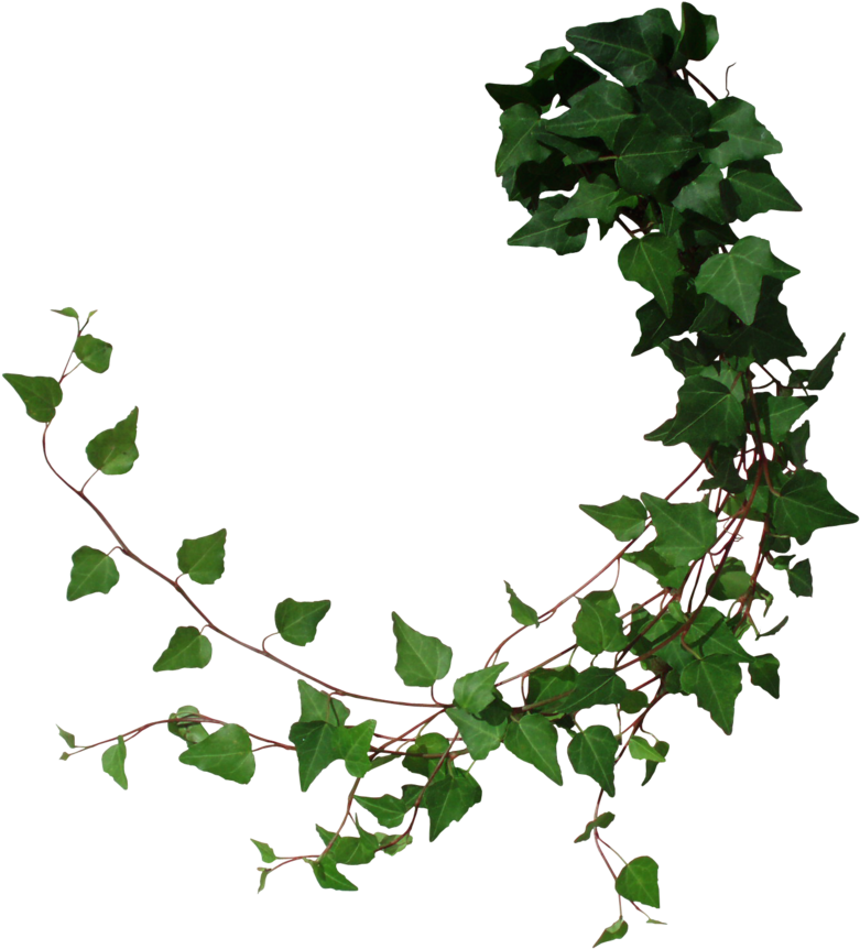 Ivy By Black B O X On Deviantart - Tree Vines Png (800x874), Png Download