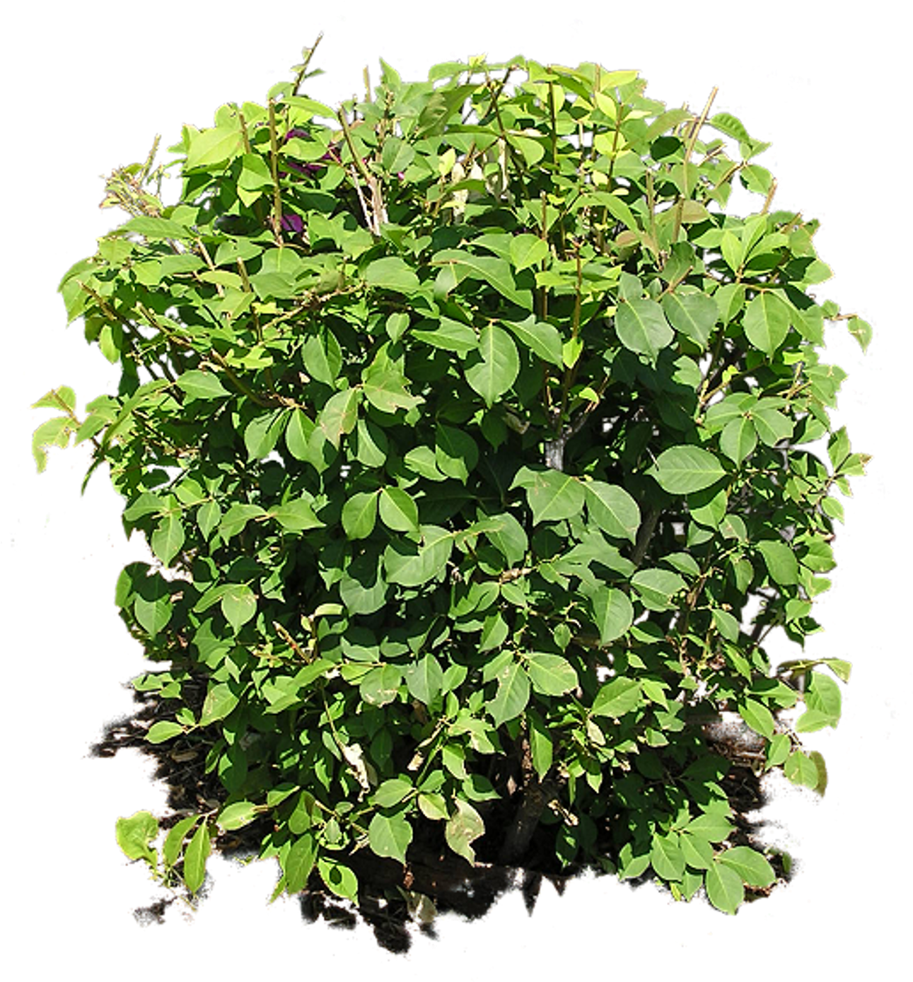 Bush Png (2000x2000), Png Download