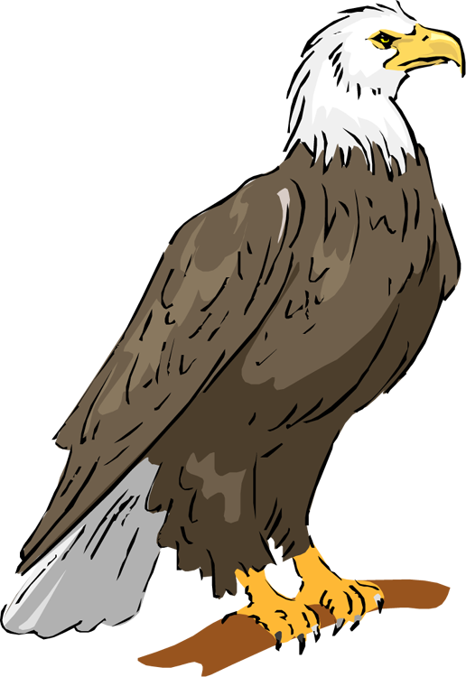 Costume Clipart Duck - Eagle Clipart (516x750), Png Download