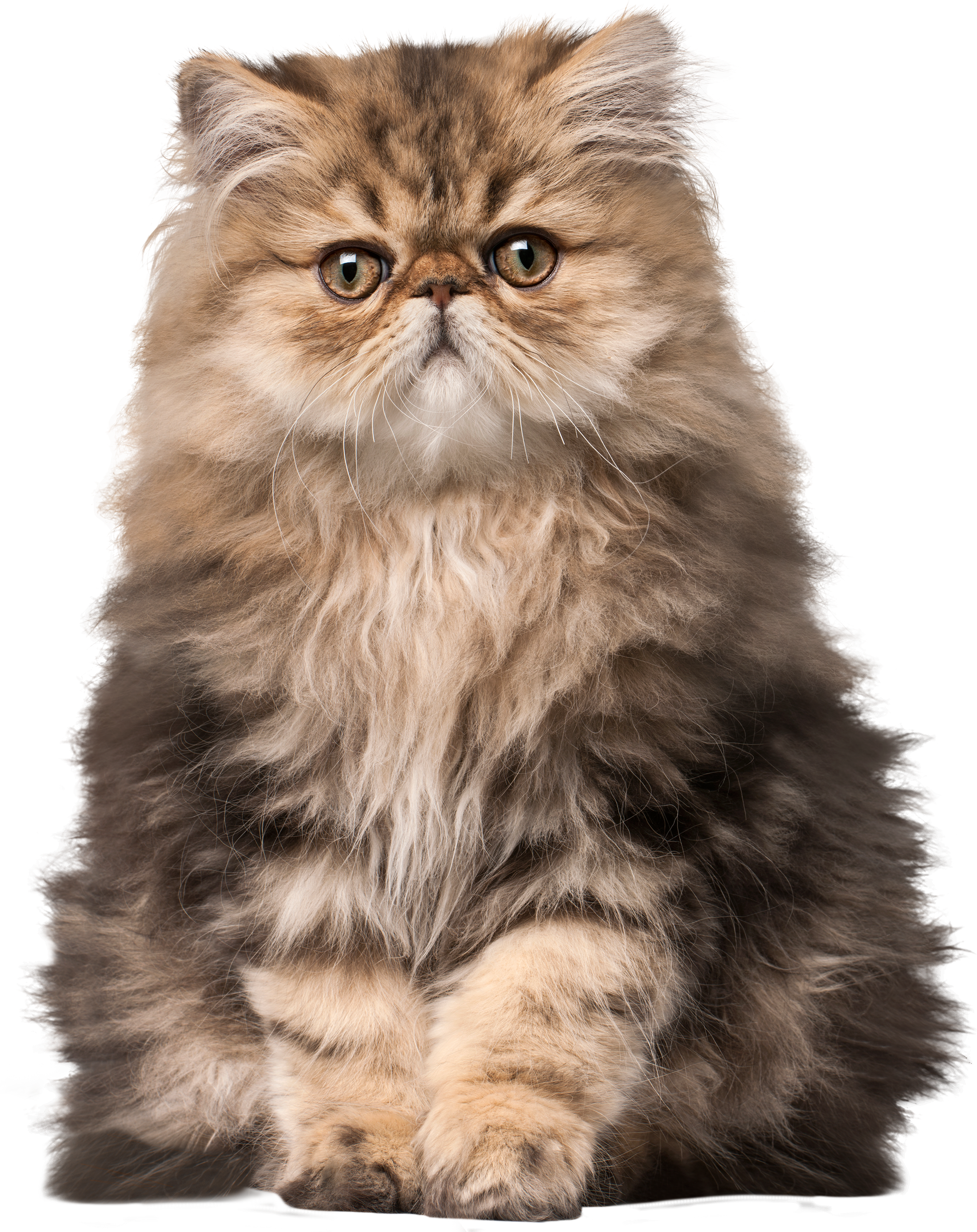 Cat Png Clip Art - Persian Cat Png (2400x3000), Png Download