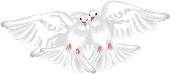White Doves Transparent Png Clipart - Portable Network Graphics (600x277), Png Download