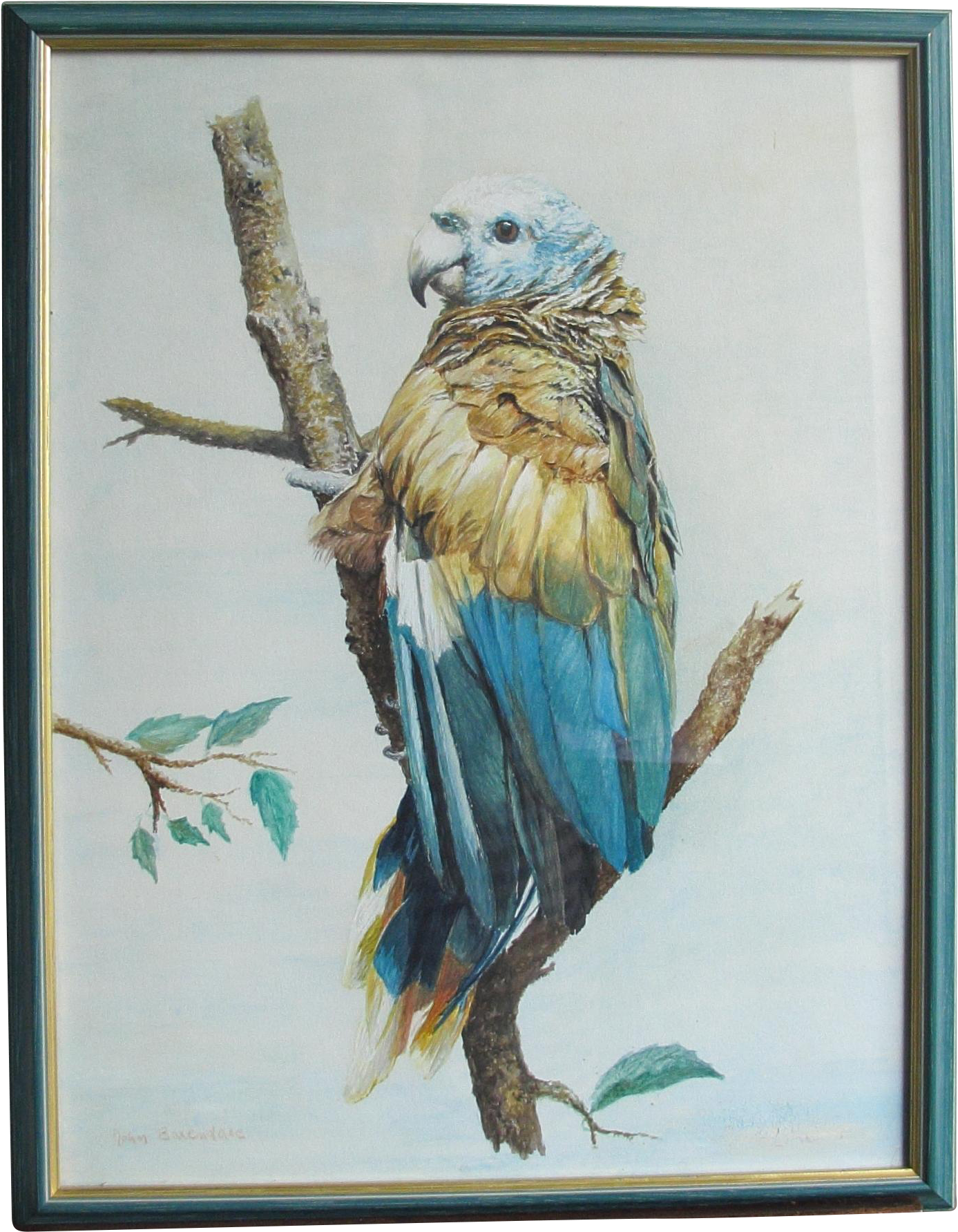 Comblue Parrot John Baxendale 1919-1982 English Bird - Watercolor Painting (1782x1782), Png Download