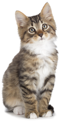 Hq Transparent Images Pluspng - Pets (sa Animal Stickers) (357x520), Png Download