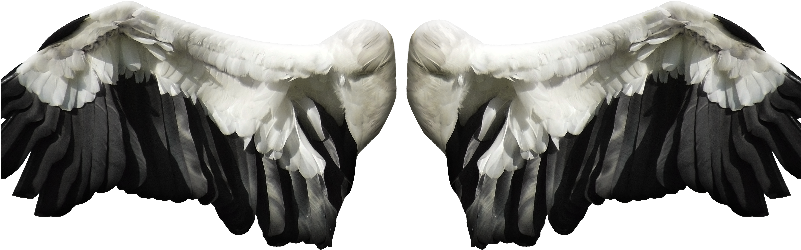 Angel Wings Png Stock Image Free - Stock Photography (800x600), Png Download