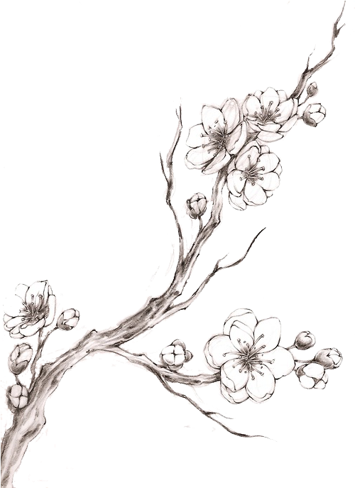 Blossom Tattoo Watercolor Transprent Png Free Download - Cherry Blossom Tattoo Black And White (540x733), Png Download