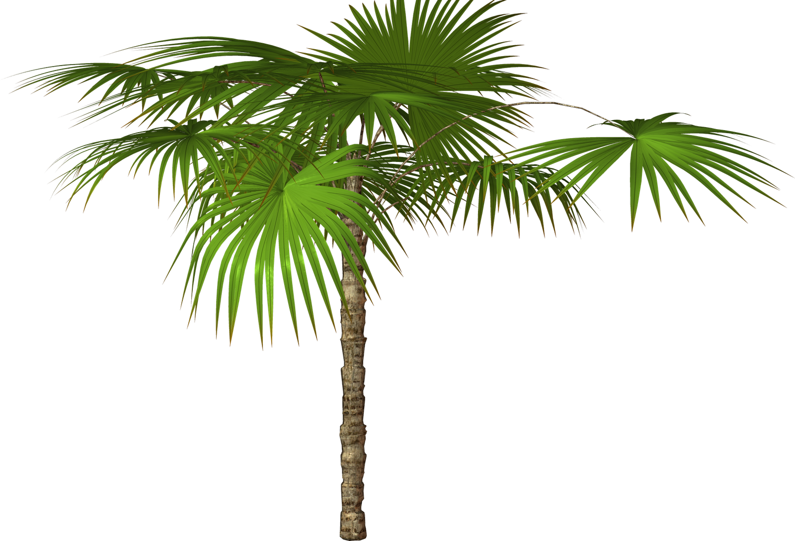 Desktop Palm Tree Hd Wallpapers - Пальма Ветка Пнг (1600x1089), Png Download