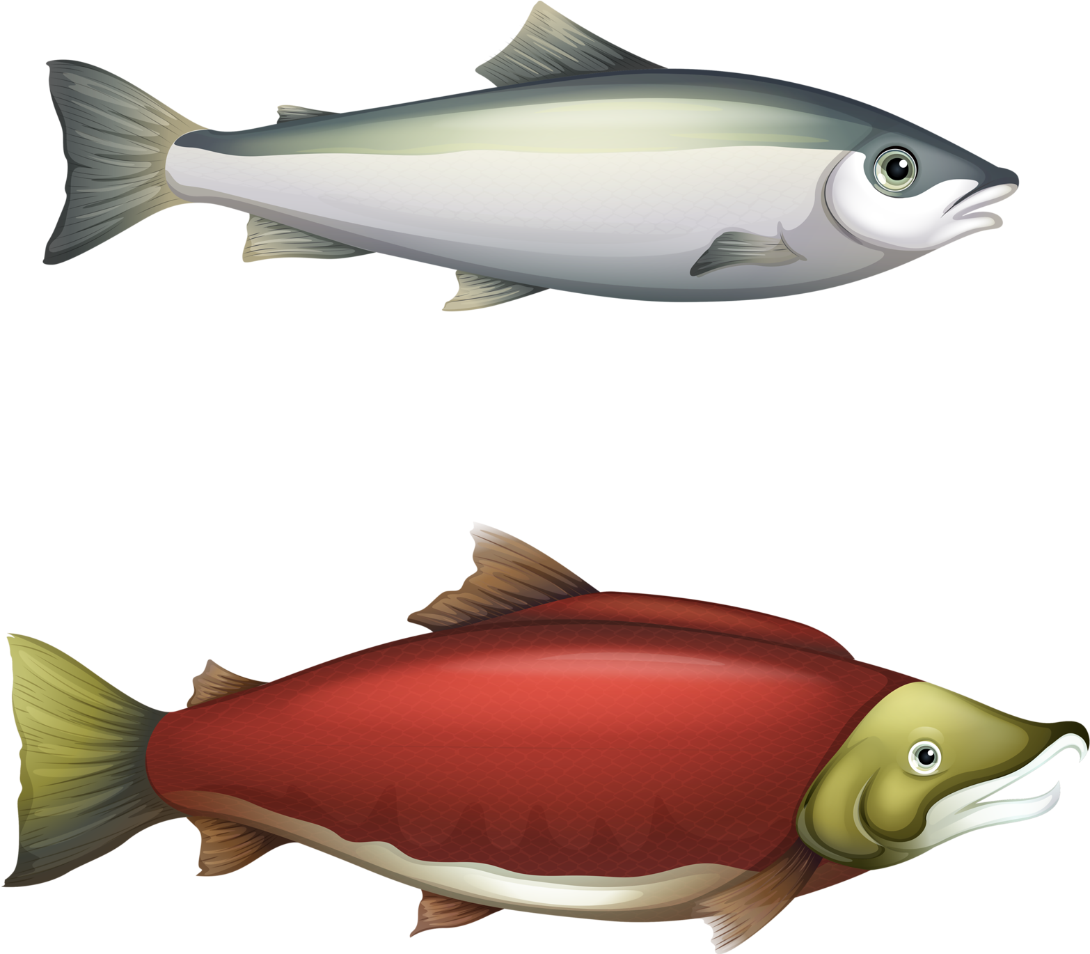 Fish Fishvector - Life Cycle Of Barbel Fish (1600x1369), Png Download