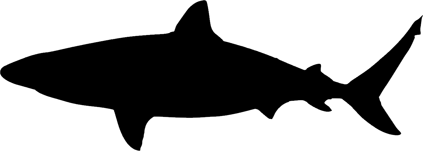 Shark (1360x487), Png Download