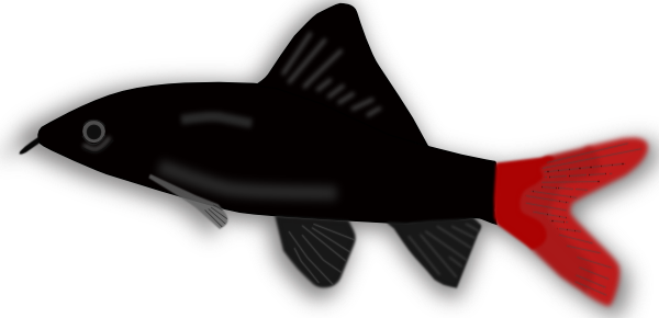 Black And Red Aquarium Fish (600x290), Png Download