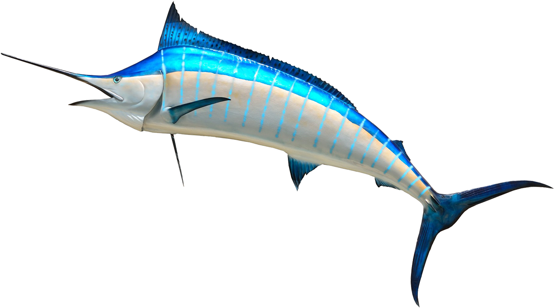 See Here Cartoon Fish Transparent Background - Marlin Png (1181x722), Png Download