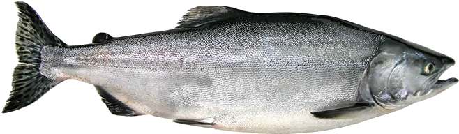 Fish Silhouette Images At Getdrawings - Pacific Salmon Png (696x304), Png Download