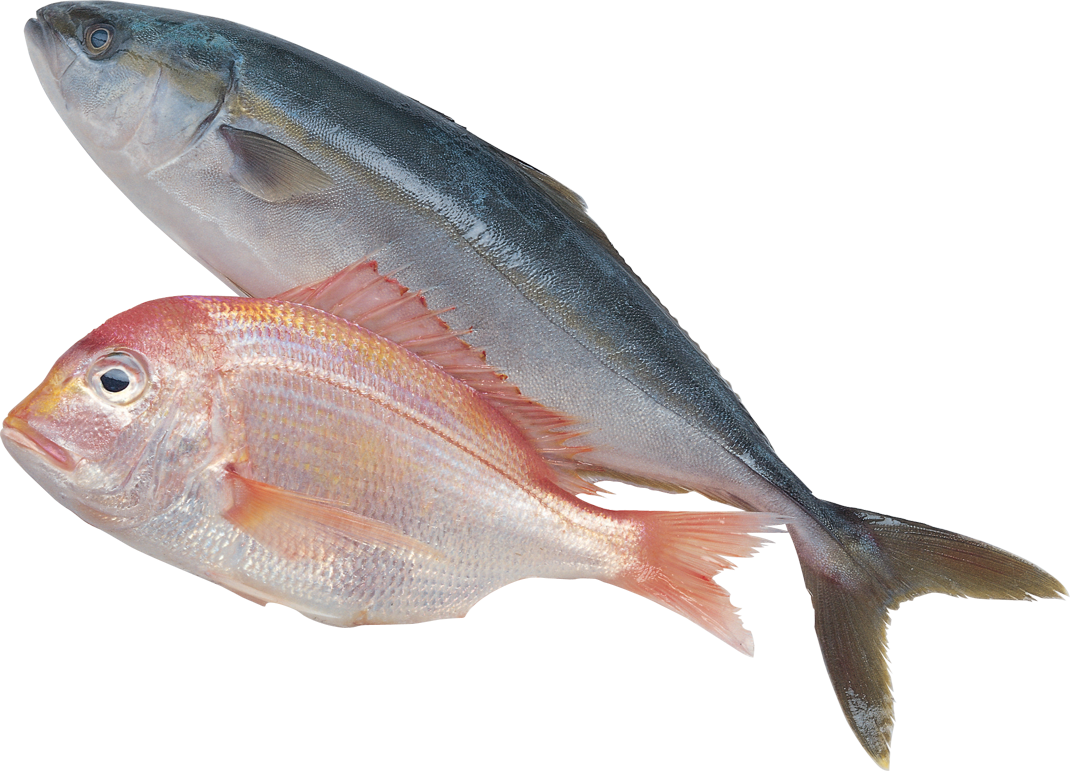 Fish Silhouette - Sea Fish Png (1070x771), Png Download