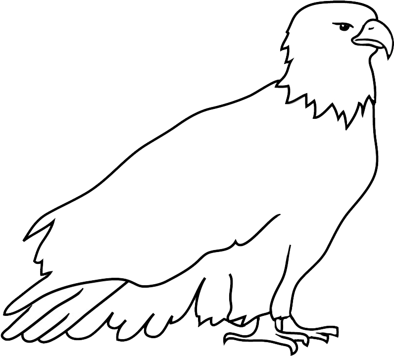 Resting Bald Eagle Drawing - Drawing (850x765), Png Download